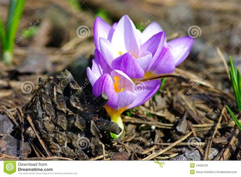 Beautiful Spring Flower Stock Image Image Of Blue Isolated 14530123