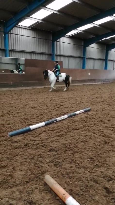 May Schooling May Having A Schooling Session🐴 ️ With Alfie As