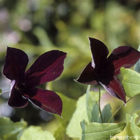 Maybe you would like to learn more about one of these? Clematis viticella 'Black Prince': conteneur 4 litres ...