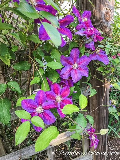 By following these simple instructions, your plants should produce plentiful blooms for you to enjoy, without resembling a bird's nest for the. Clematis Care: The Ultimate Guide To Planting, Growing and ...