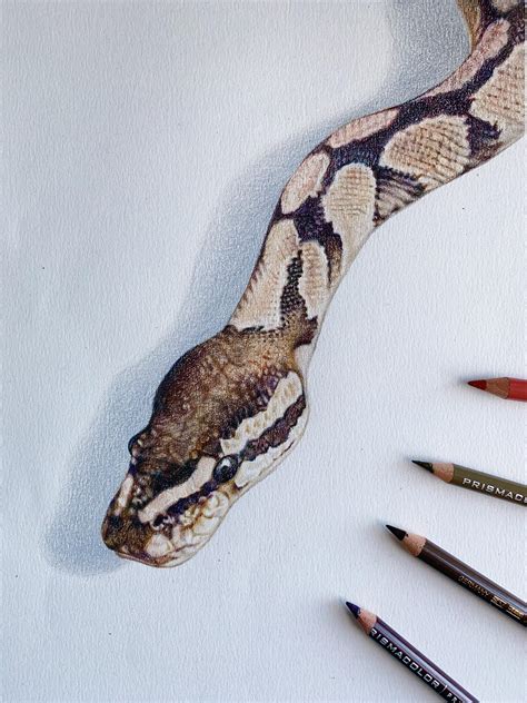 I Drew My Friends Snake For His Wifes Birthday 8 X 10 Color Pencil