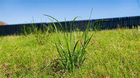 How To Control Early Spring Lawn Weeds In Memphis Tn And Northern