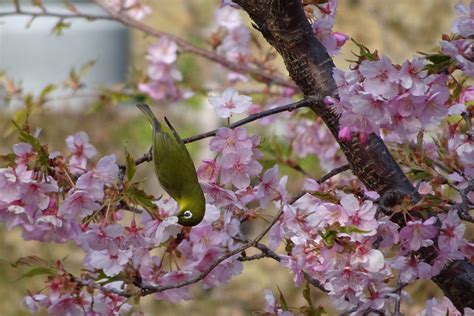 河津桜がようやく満開 yfrog twitpic 投稿画像 枚