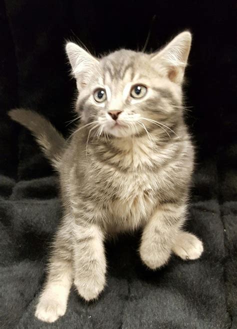 Domestic Kitten Pets Friend Store In Alliston Ontario