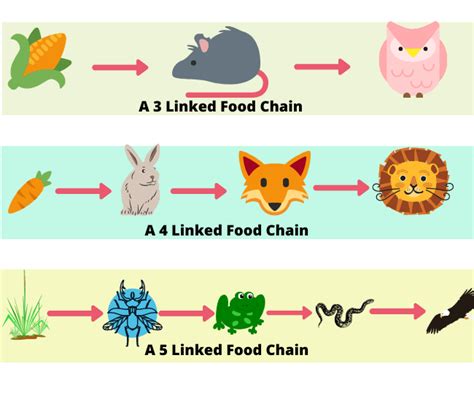 Complete Guide Of Food Chain Food Web Food Chain Food Chain Diagram