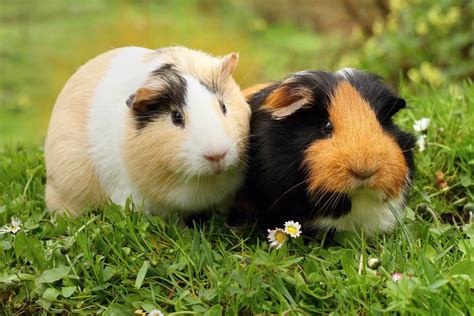 Guinea Pig Care And Advice Supreme Petfoods