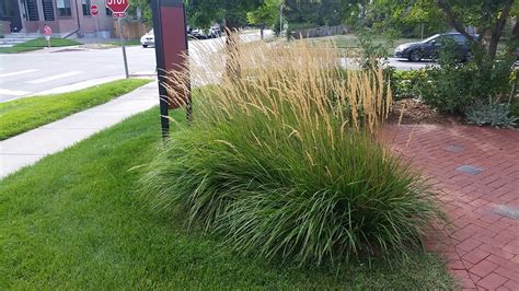 Karl Foerster Feather Reed Grass Colorado Yard Care