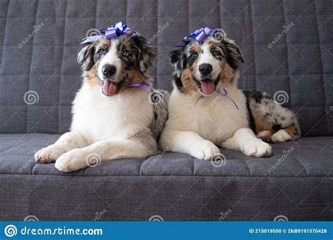 Two Cute Australian Blue Merle Shepherd Puppy Dog Ribbon Bow On Head