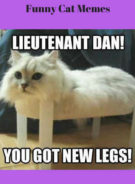 Funny Cat Memes That Will Make You Laugh Out Loud Rosa For Life