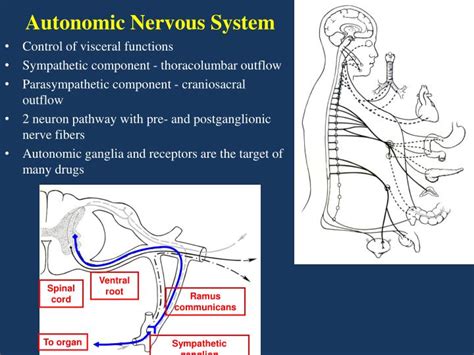 The peripheral autonomic nervous system has two subdivisions that originate in the central nervous system and one that does not. PPT - Neuroanatomy PowerPoint Presentation - ID:4379107