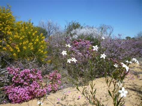 wildflowers #Kalbarri national park | Australian wildflowers, Australian garden, Australian trees