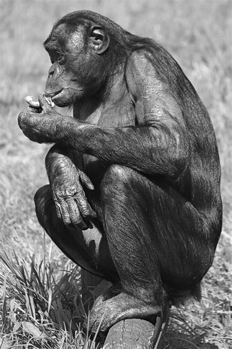 Mono Bonobo Gran Simio Foto Gratis En Pixabay Animales Simio Primates