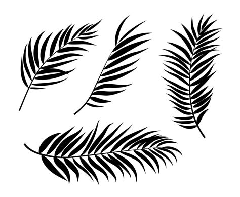 Beautiful Palm Tree Leaf Silhouette Background Vector Illustration