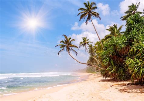Exotic Tropical Beach With Palms Stock Photo Image Of Leaf Shore