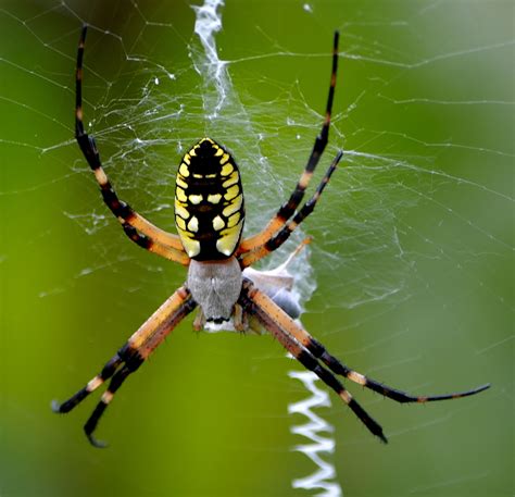 Garden Orb Weaver Nc : Cross Spider Garden Spider Crowned Orb Weaver-20 Inch By - Richert