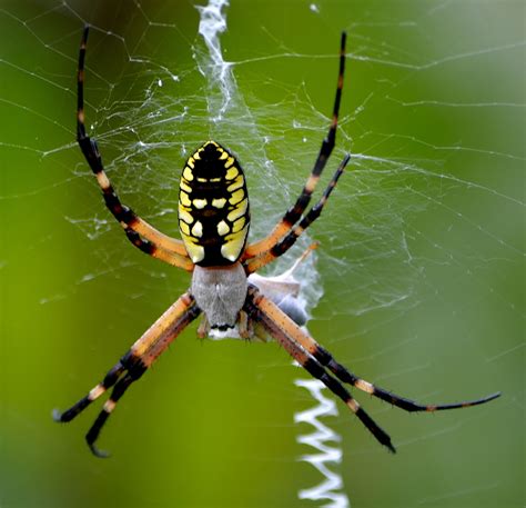 Yellow Garden Orb Weaver Spider Arachnid Yellow Garden Spider Orb