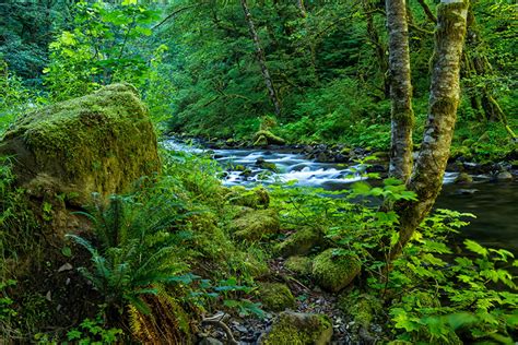 Fondos De Pantalla Eeuu Bosques Wahclella Falls Oregon Tocón árboles