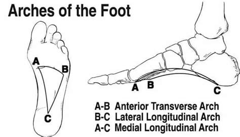 Describe The Arches Of The Foot