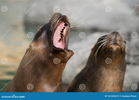 Mouth And Teeth Of An Adult Sea Lion Stock Image Image Of Lion