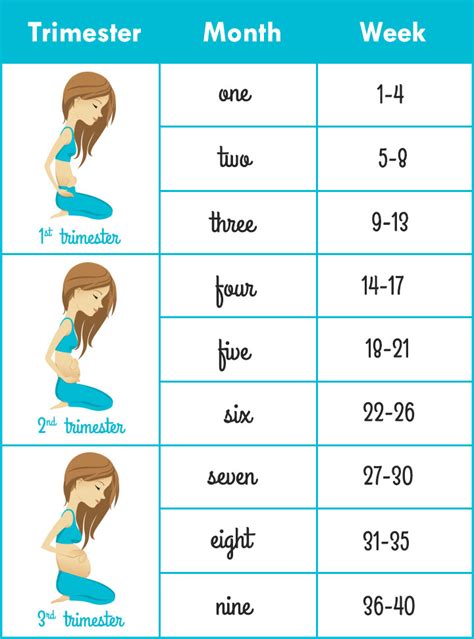 How To Calculate Pregnancy Weeks And Months Accurately