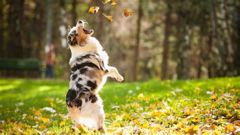 Wallpaper Dog Puppy Jumping Leaves Autumn Pet Green Grass Park