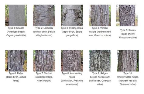The Language Of Bark American Forests