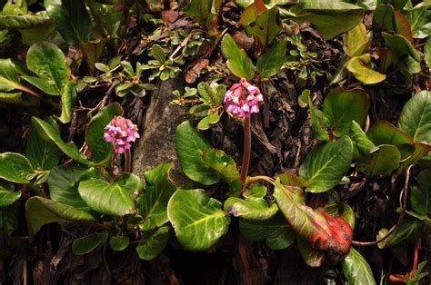 Bergenia Purpurascens Hookf And Thomson Engl Plants Of The World