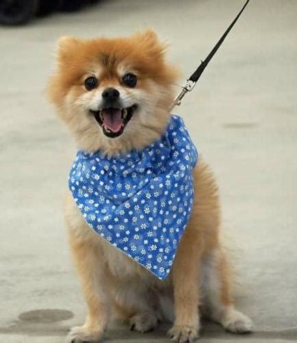 Game dogs sale come in a large variety which guarantees that all shoppers find choices befitting their tastes and needs. Jack Pomeranian Senior - Adoption, Rescue | Pomeranian For ...