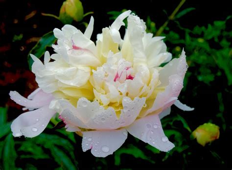 New england flower co, brisbane, queensland, australia. New England peony | Flowers, Peonies, Plants