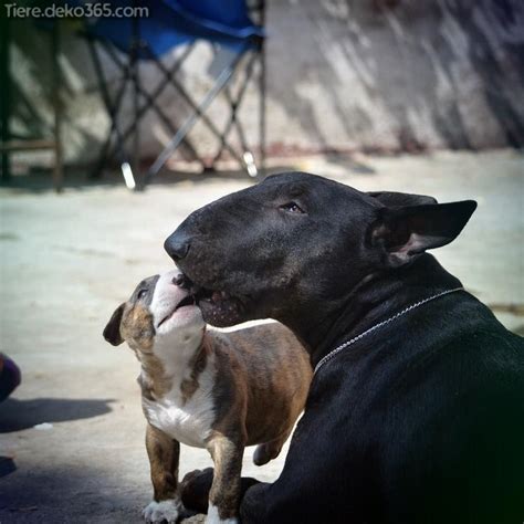 The one and only zada… 36 american bully dogs. Besten Bilder von schwarzen Pitbull - tiere.deko365