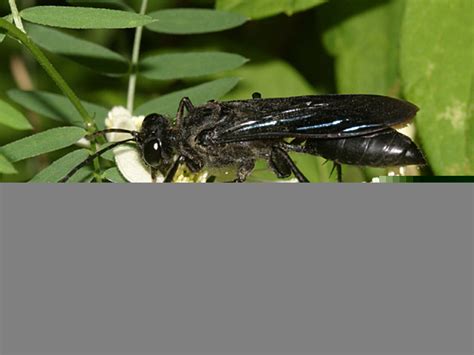 Great Black Wasp Sphex Pensylvanicus Bugguidenet