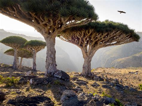 Lost World Of Socotra A Remote Island With Plants Up To 20 Million