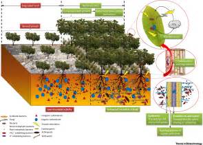 Biotechnological Advances For Restoring Degraded Land For Sustainable