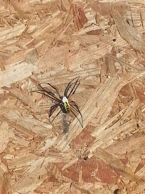 Golden Silk Spider Or Commonly Known As The Banana Spider Here In