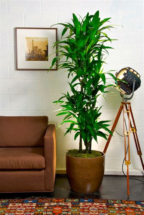 Hawaiian Lisa Cane Large Indoor Plants Tall Indoor Plants House