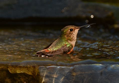 Hummingbirds And Water Wings Over Skagit