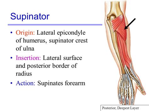 Supinator Origin Insertion Nerve Supply And Action How To Relief