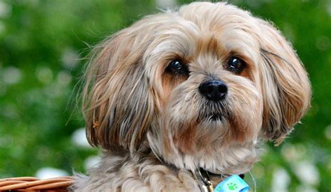 Maybe you would like to learn more about one of these? Lhasa Apso | Puppy Area