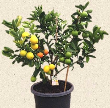 Fruit salad trees are great gifts for christmas, fathers day, mothers day, valentines day, birthdays and memorials. Fruit Salad Tree Company - Citrus Tree; Another site doing ...