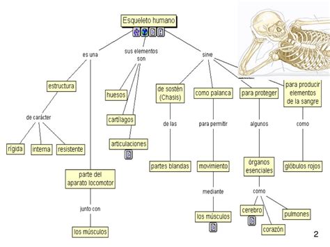Ppt Los Huesos Del Cuerpo Humano Presentan Diferentes Funciones Como
