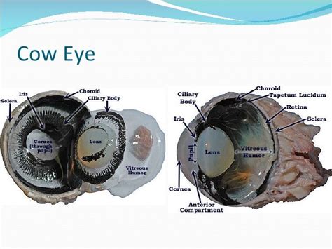 diagram of the cow eye images how to guide and refrence | Cow eyes, Eye