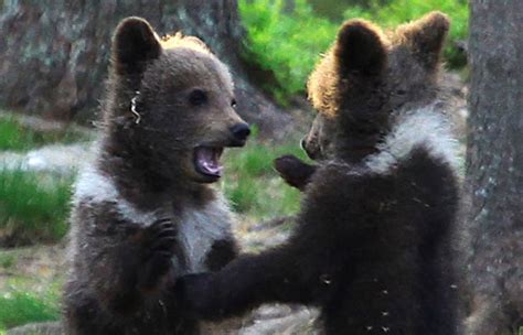 Man Finds Bear Cubs In A Finnish Forest And They Are Dancing 12 Pics