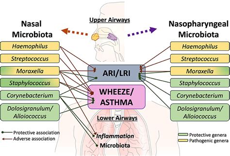 Frontiers Human Respiratory And Gut Microbiomes—do They Really