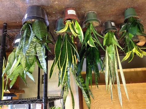 We did not find results for: Plants and Lighting | Sierra News Online