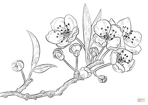 Cherry Blossom Drawing Flower Drawing Tutorials Flower Drawing