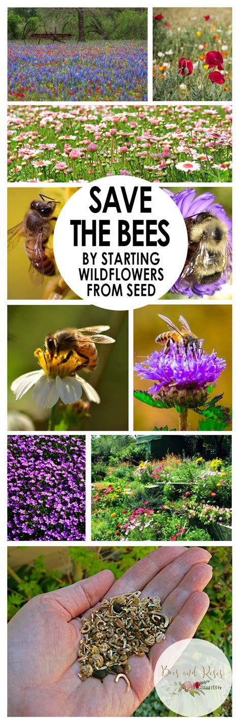 Save The Bees By Starting Wildflowers From Seed ~ Bees And Roses