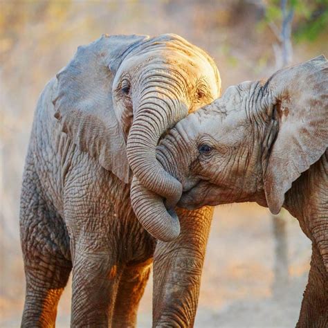 21 Adorable Pictures Of Animals Who Love Each Other Too Much