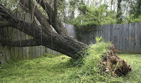 Check spelling or type a new query. Damage To Your Fence From A Fallen Tree | Allstate