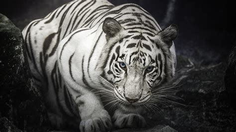 White Bengal Tiger Desktop Wallpaper