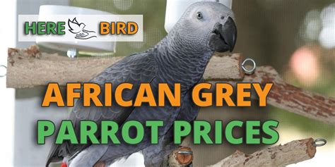African Grey Parrot Price Guide How Much The Expenses Cost